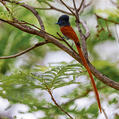 African Paradise Flycatcher (Terpsiphone viridis)