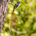 African Paradise Flycatcher (Terpsiphone viridis)