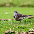 Cape Wagtail (Motacilla capensis)
