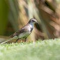 Cape Wagtail (Motacilla capensis)