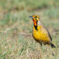 Cape Longclaw (Macronyx capensis)