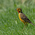 Cape Longclaw (Macronyx capensis)