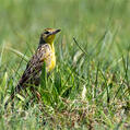 Yellow-breasted Pipit (Anthus chloris)