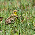 Yellow-breasted Pipit (Anthus chloris)
