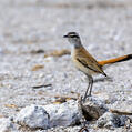 Kalahari Scrub Robin (Cercotrichas paena)
