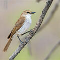 Marico Flycatcher (Melaenornis mariquensis)