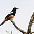 Mocking Cliff Chat (Thamnolaea cinnamomeiventris)