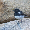 Mountain Wheatear (Myrmecocichla monticola)