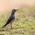 Mountain Wheatear (Myrmecocichla monticola)