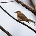 Pale Flycatcher (Melaenornis pallidus)