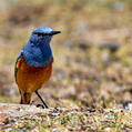 Sentinel Rock Thrush (Monticola explorator)