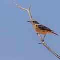 Short-toed Rock Thrush (Monticola brevipes)