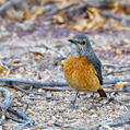 Short-toed Rock Thrush (Monticola brevipes)