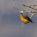 Short-toed Rock Thrush (Monticola brevipes)