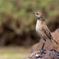 Sickle-winged Chat (Emarginata sinuata)