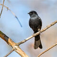Southern Black Flycatcher (Melaenornis pammelaina)