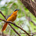 White-browed Robin-Chat (Cossypha heuglini)