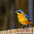 White-browed Robin-Chat (Cossypha heuglini)