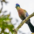 Purple-crested Turaco (Tauraco porphyreolophus)
