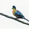 Purple-crested Turaco (Tauraco porphyreolophus)
