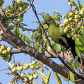 Schalow's Turaco (Tauraco schalowi)