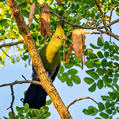 Schalow's Turaco (Tauraco schalowi)