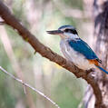 Red-backed Kingfisher (Todiramphus pyrrhopygius)