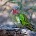 Princess Parrot (Polytelis alexandrae)