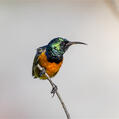 Orange-breasted Sunbird (Anthobaphes violacea)