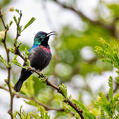 Purple-banded Sunbird (Cinnyris bifasciatus)