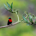 Scarlet-chested Sunbird (Chalcomitra senegalensis)