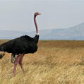 Common Ostrich (Struthio camelus)