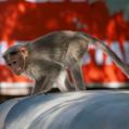 Rhesus Monkey (Macaca mulatta)