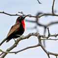 Scarlet-chested Sunbird (Chalcomitra senegalensis)