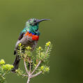 Southern Double-collared Sunbird (Cinnyris chalybeus)