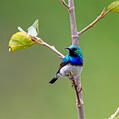 White-bellied Sunbird (Cinnyris talatala)