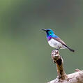 White-bellied Sunbird (Cinnyris talatala)