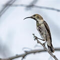 White-bellied Sunbird (Cinnyris talatala)