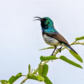 White-bellied Sunbird (Cinnyris talatala)