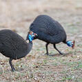 Helmeted Guineafowl (Numida meleagris)