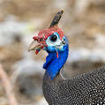 Helmeted Guineafowl (Numida meleagris)