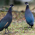 Southern Crested Guineafowl (Guttera edouardi)