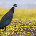 Southern Crested Guineafowl (Guttera edouardi)