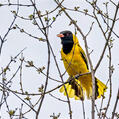 Black-headed Oriole (Oriolus larvatus)