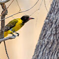 Black-headed Oriole (Oriolus larvatus)