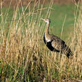 Black-bellied Bustard (Lissotis melanogaster)
