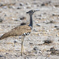 Kori Bustard (Ardeotis kori)