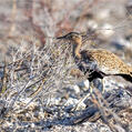 Red-crested Korhaan (Lophotis ruficrista)