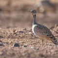 Great Bustard (Otis tarda)