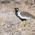 Northern Black Korhaan (Afrotis afraoides)